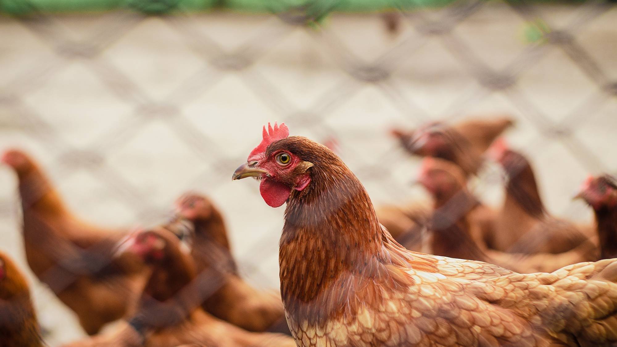 gallinas-geneticamente-modificadas.jpg