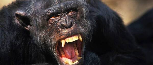 Estudio confirma que la caja de voz de los primates ha evolucionado ...
