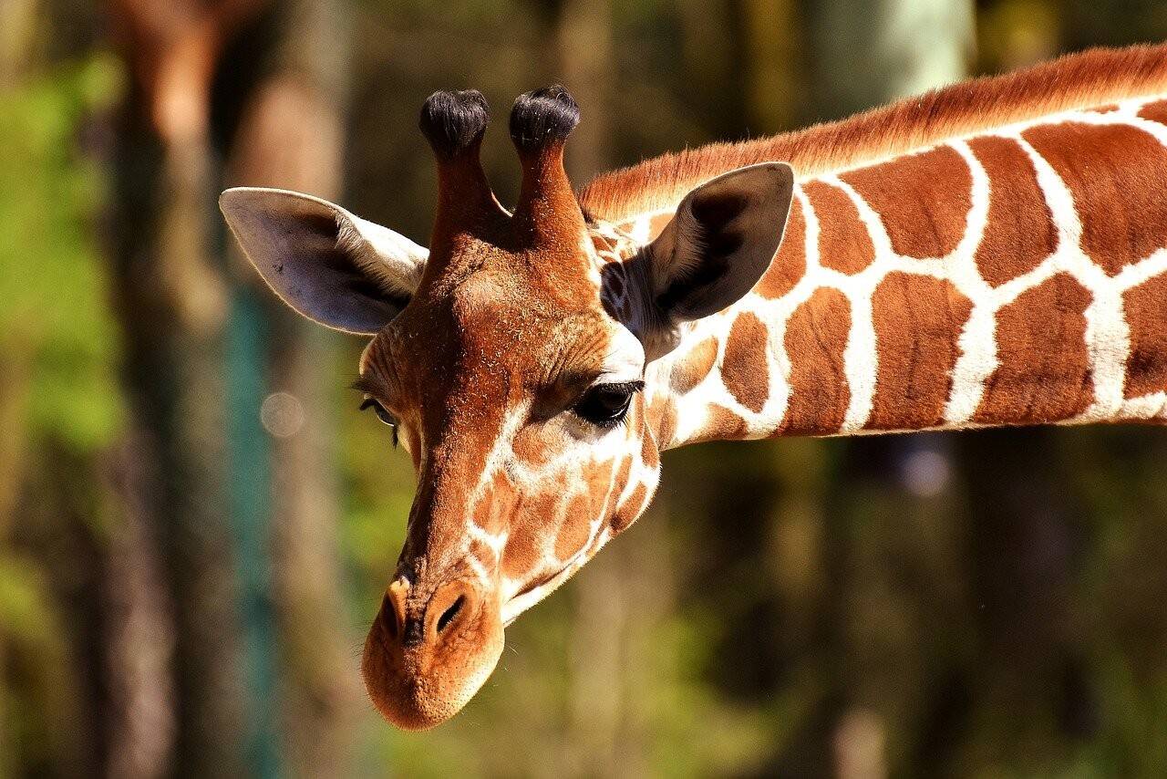 giraffe-2222908_1280.jpg