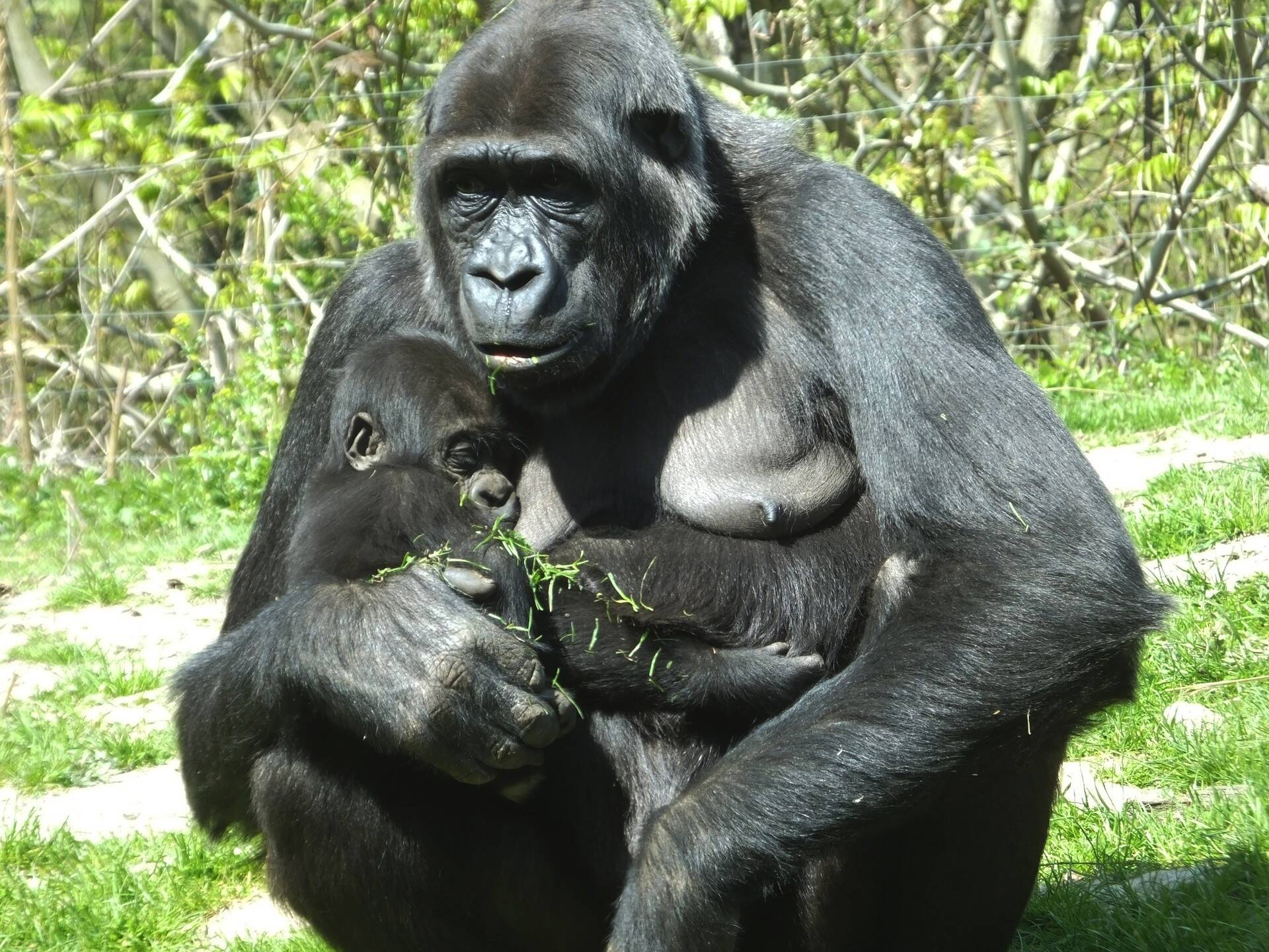 gorilla-1385688_1920.jpg