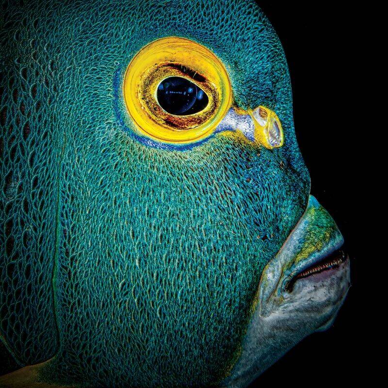 grandprize-french-angel-fish-lorenzo-mittiga.jpg