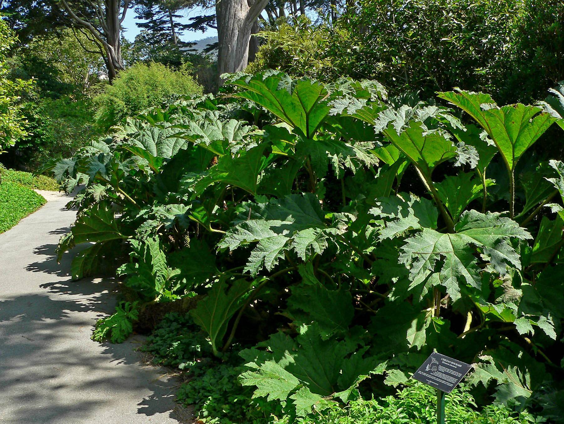 Gunnera_tinctoria_6.jpg