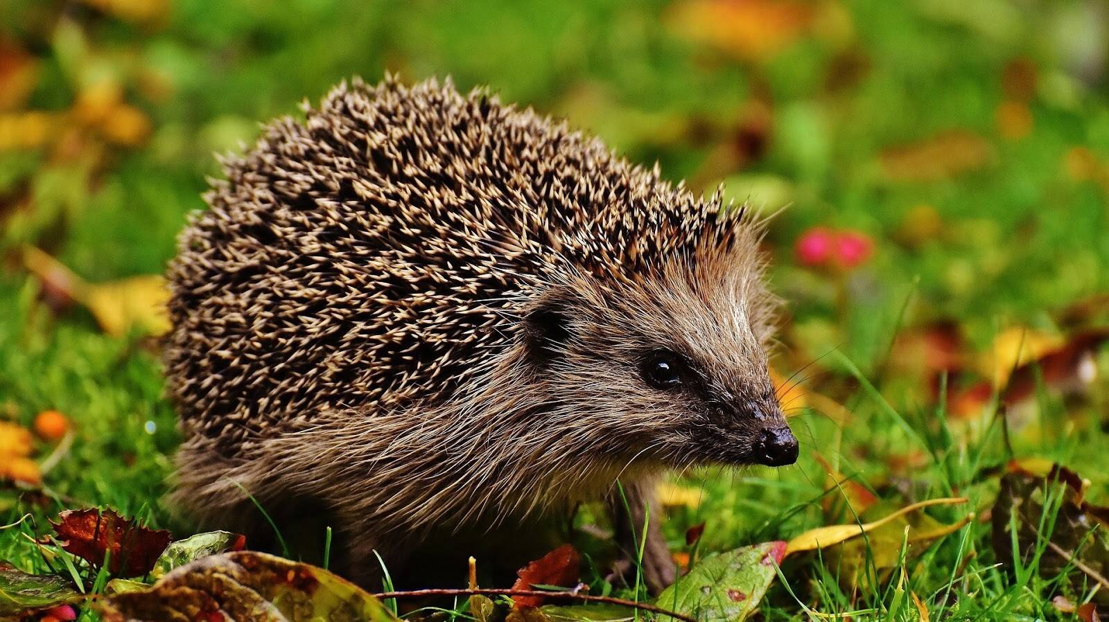 hedgehog-child-1759006_1920.jpg