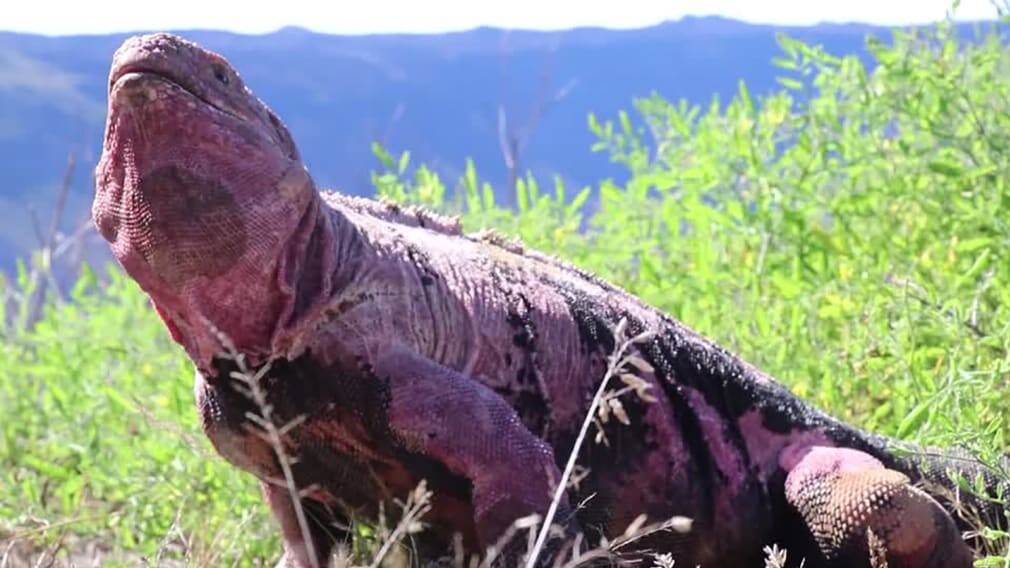 http___cdn.cnn_.com_cnnnext_dam_assets_221221092629-pink-iguana-hatchlings-galapagos.jpg