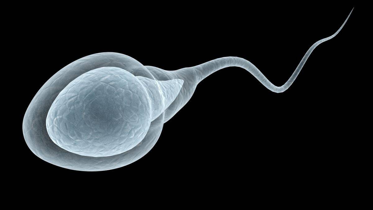 https___cdn.cnn_.com_cnnnext_dam_assets_200731130539-human-sperm-stock.jpg