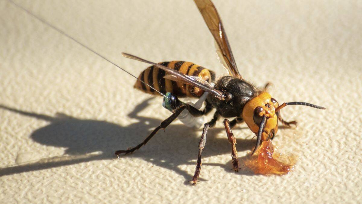 https___cdn.cnn_.com_cnnnext_dam_assets_201209182444-murder-hornets-honey-bees-asia-trnd.jpg