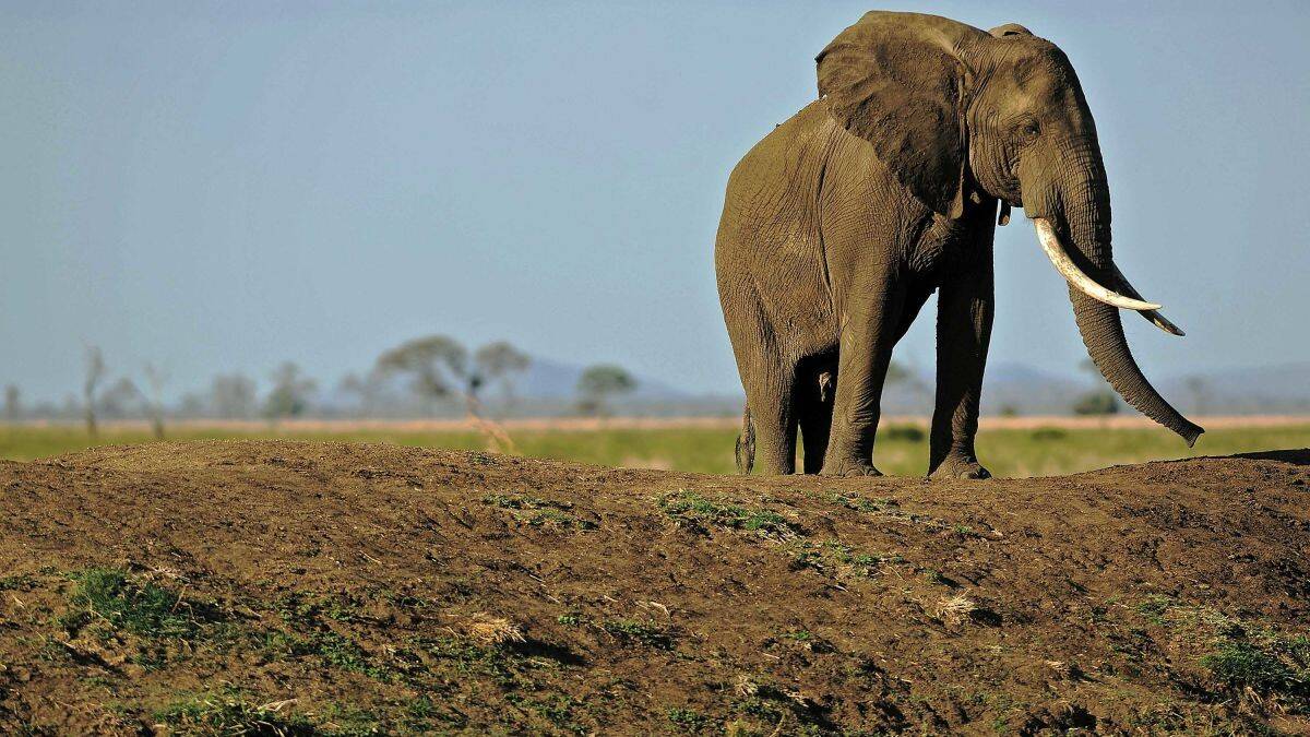 https___cdn.cnn_.com_cnnnext_dam_assets_210105102526-tanzania-elephant-file-2013.jpg