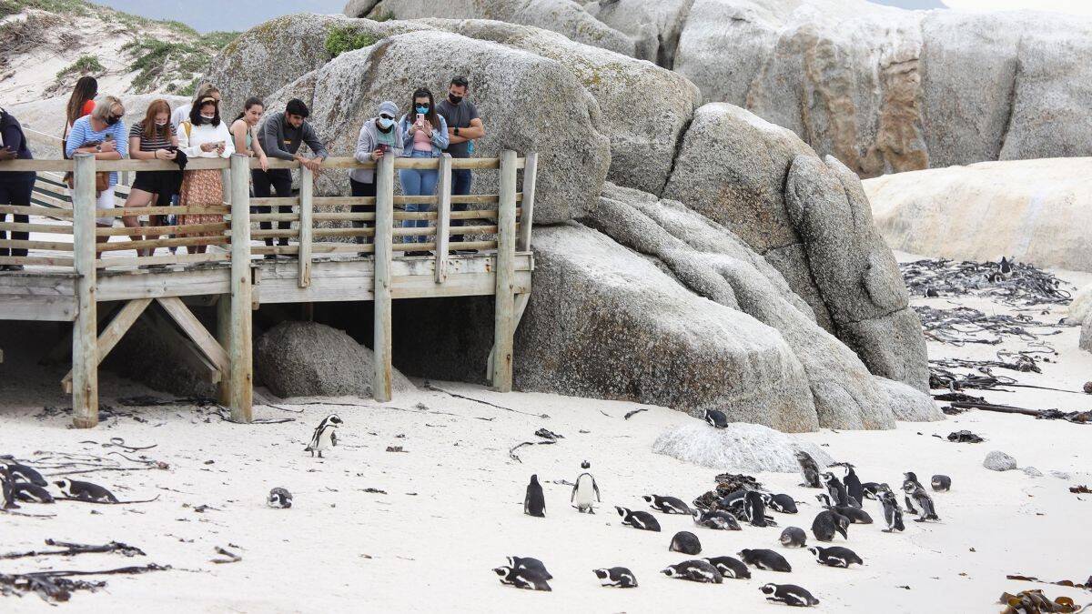 https___cdn.cnn_.com_cnnnext_dam_assets_210920091243-01-simonstown-boulders-penguin-colony-file.jpg