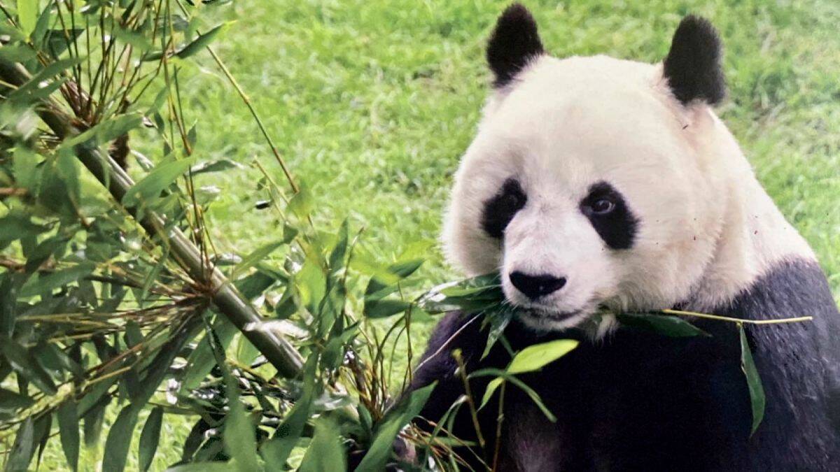 https___cdn.cnn_.com_cnnnext_dam_assets_220707193805-panda-shuan-shuan-zoologico-chapultepec-muere-perspectivas-mexico-00000330.jpg