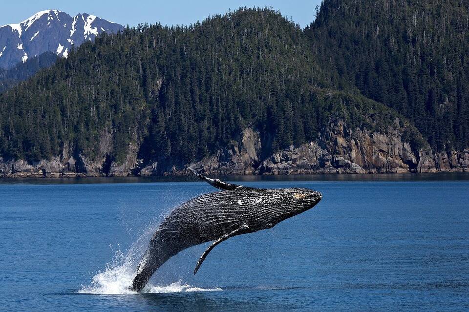 humpback-whale-1984341_960_720.jpg