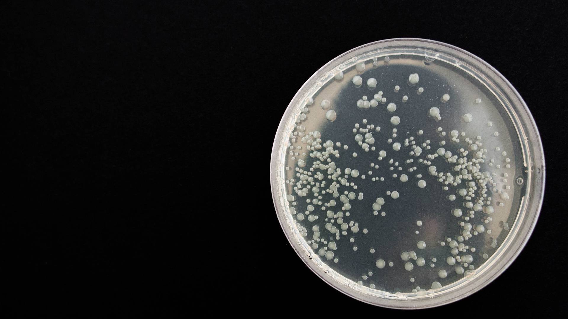 IA-bacterias.jpg