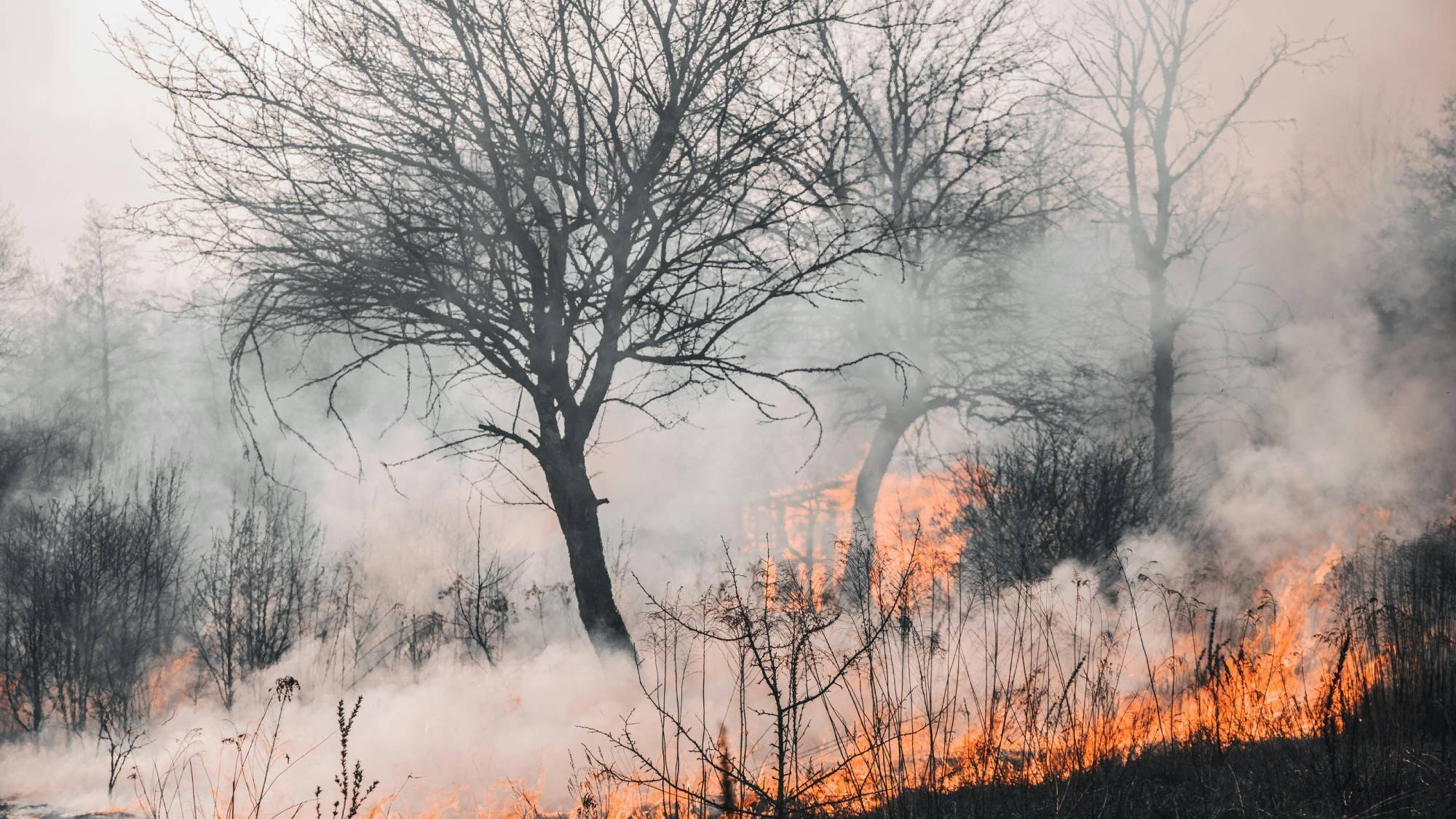 incendios-forestales.jpg