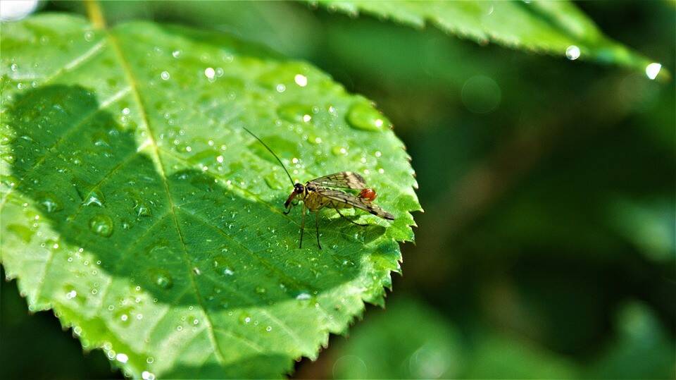insects-5426833_960_720.jpg