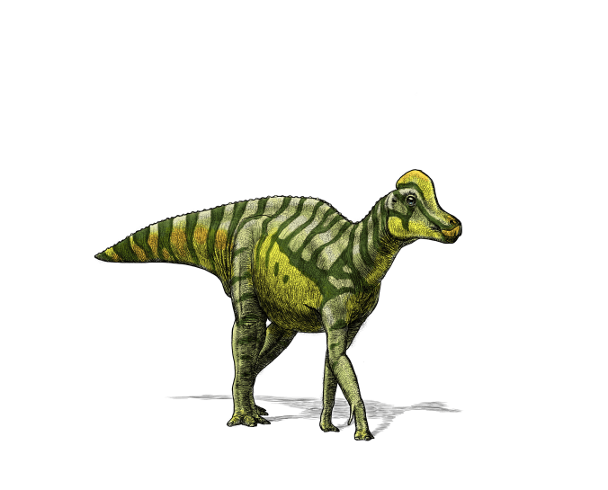 Julius2012-Lambeosaurus-Juvenile-copy.png