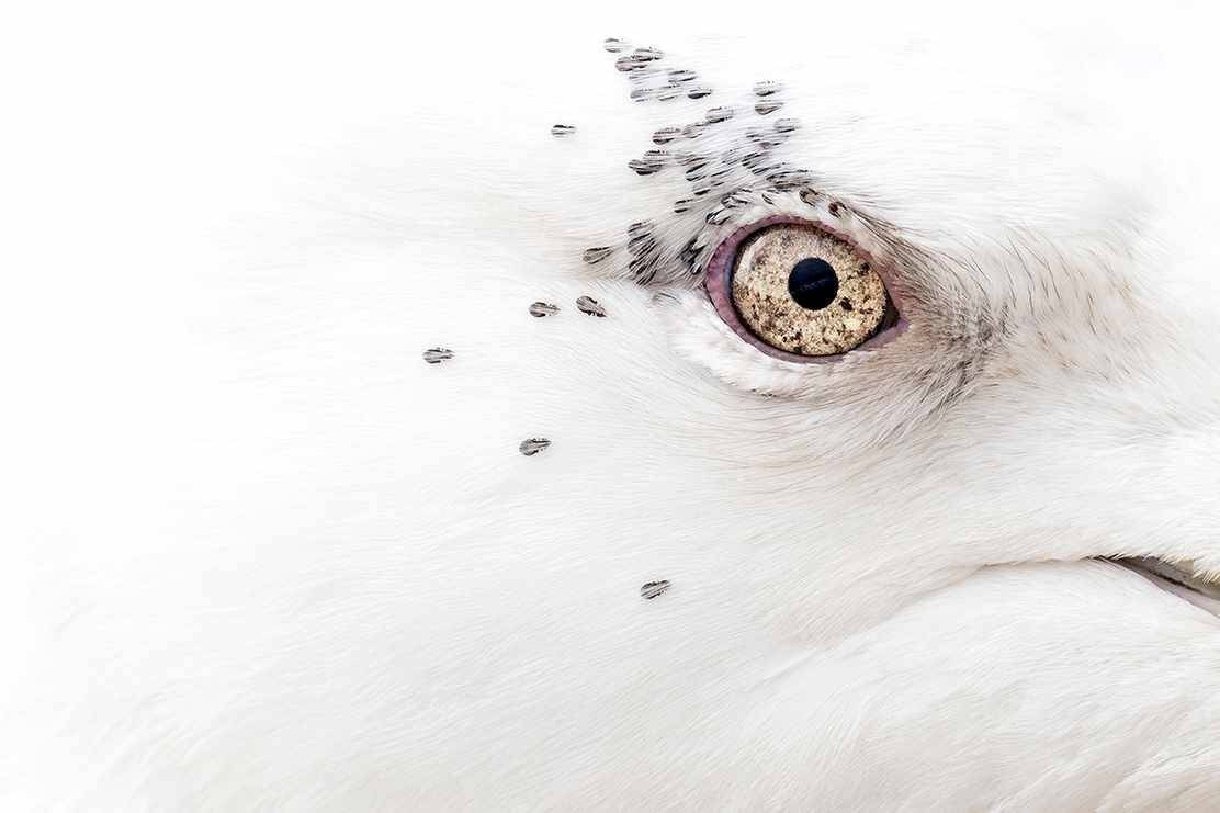 Kumliens-Gull-and-Friends_Rebecca-Nason_2021_OverWinner-62d552e.jpg