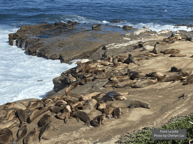 la-jolla-sea-lions.png