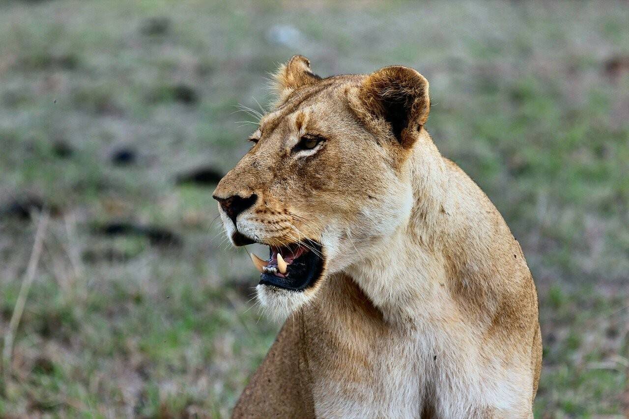 lioness-1149950_1280.jpg