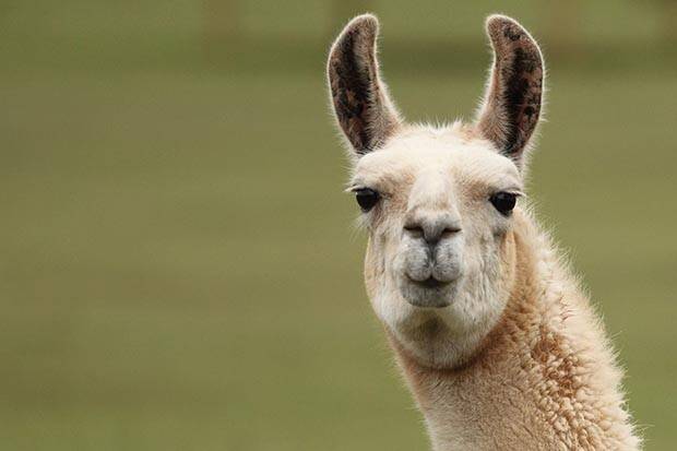 llama.jpg