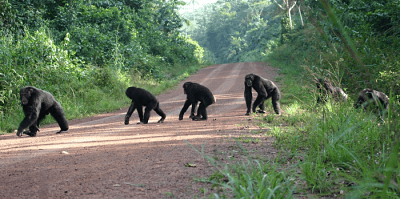 Low-Res_Chimpanzees-crossing-a-road-in-Bossou-Guinea_opt-1.png