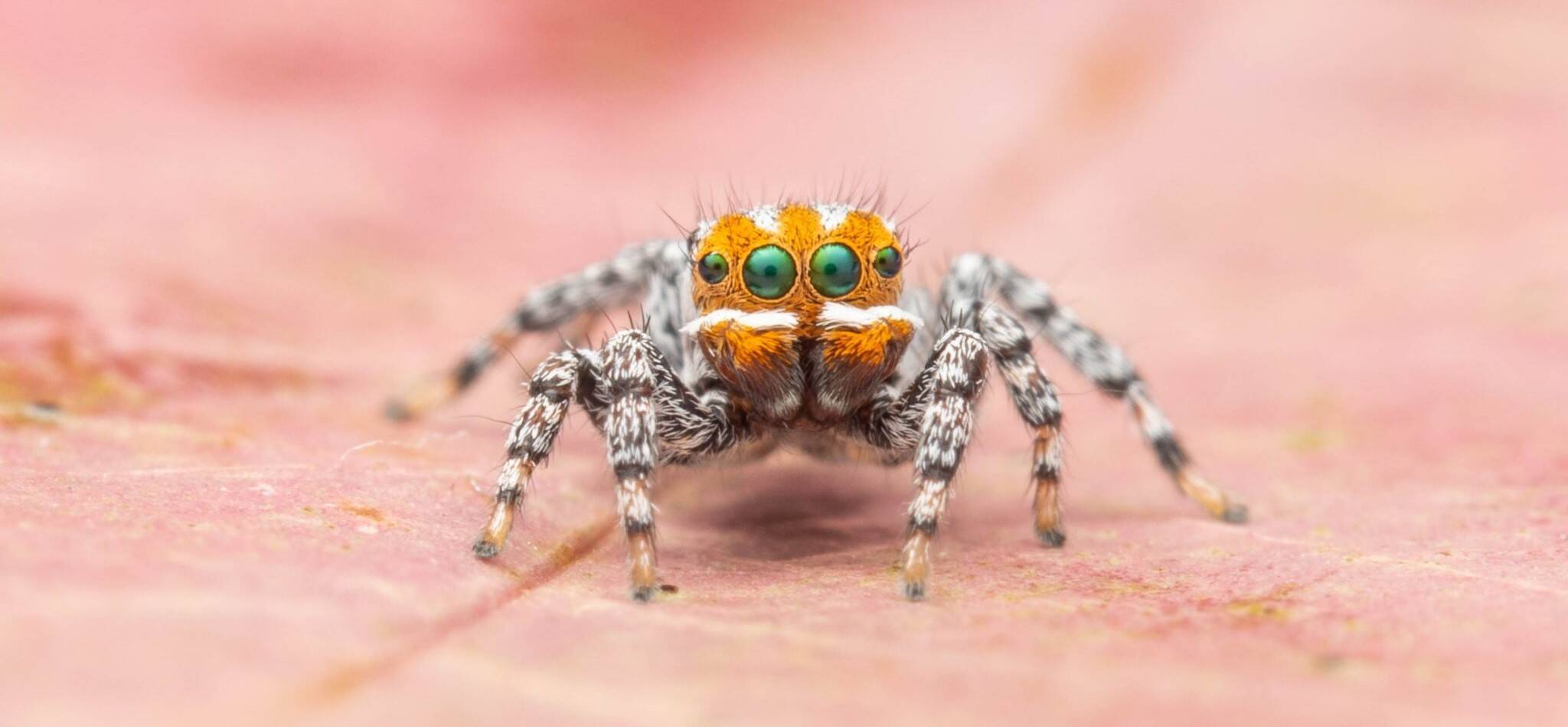 Maratus-nemo-Source-Museums-Victoria-Photographer-Joseph-Schubert-2048x1381.jpg