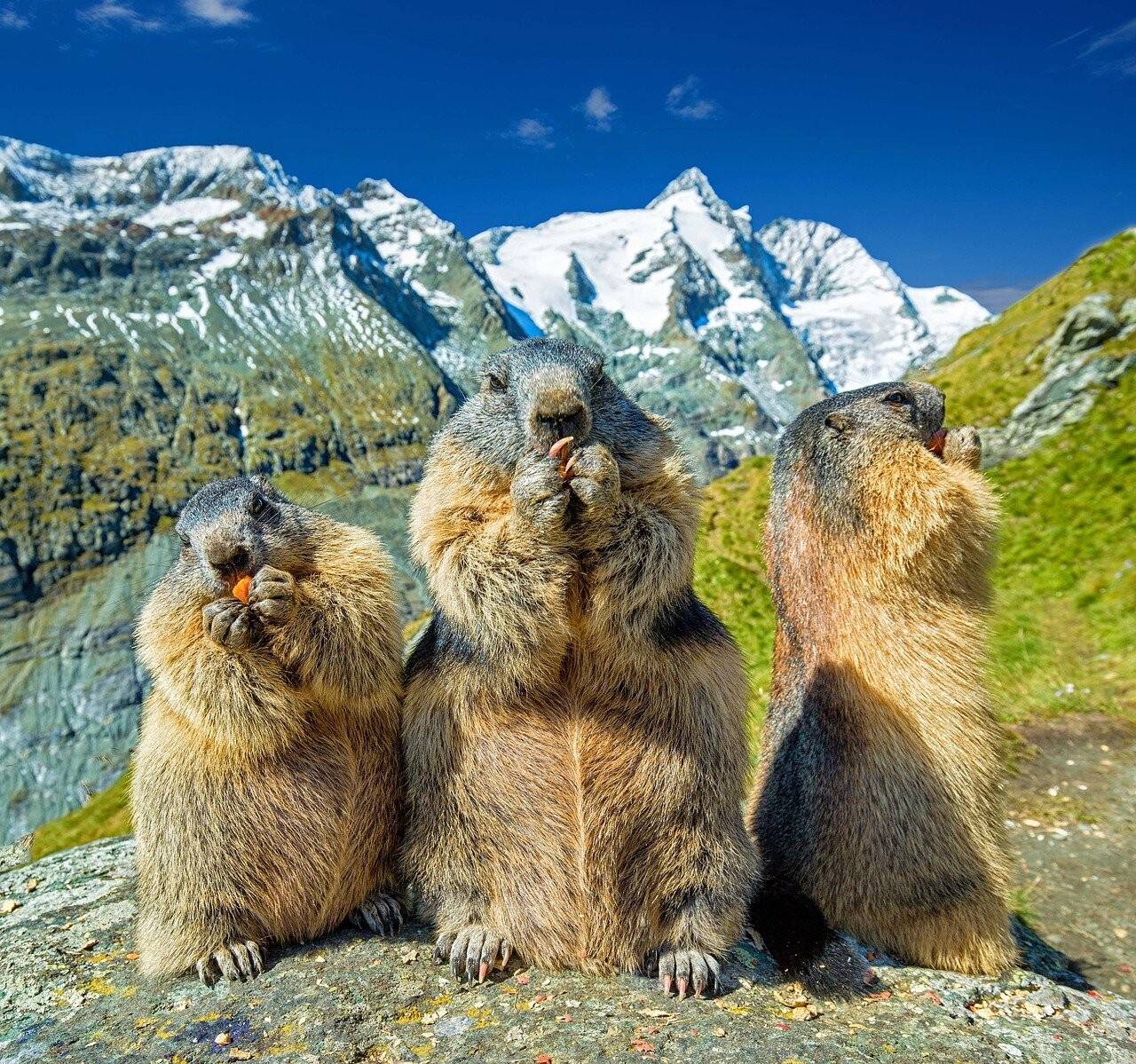 marmots-4936688_1280.jpg