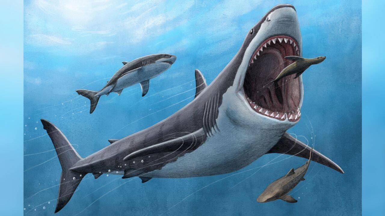 megalodon.jpg