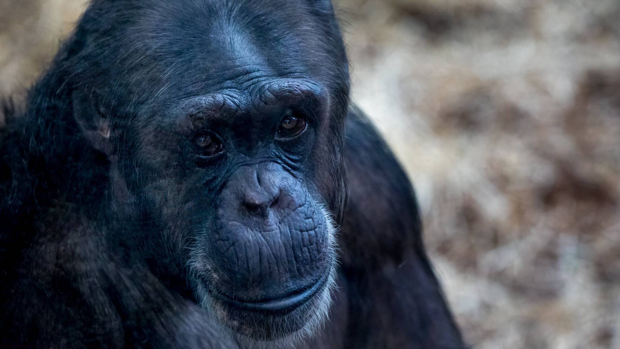 menopausia-en-chimpancés.jpg