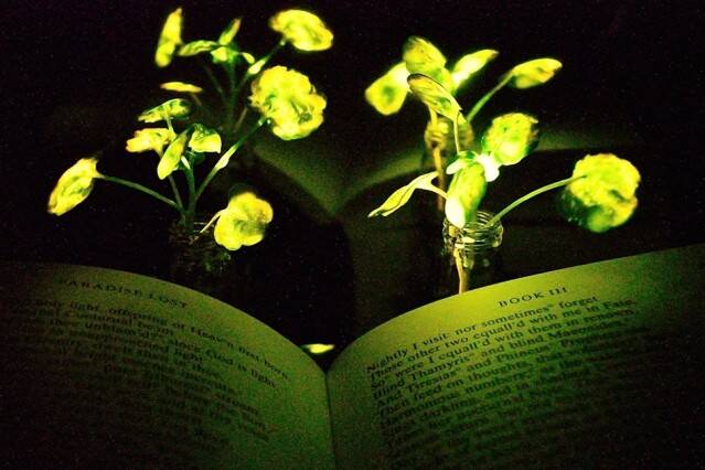 MIT-Glowing-Plants_0.jpg