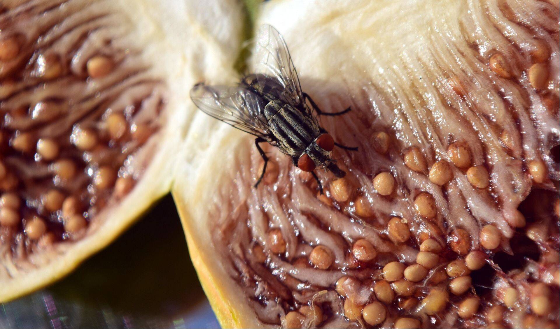 mosca-de-la-fruta.jpg