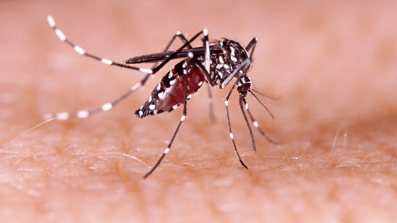 mosquito-dengue.png