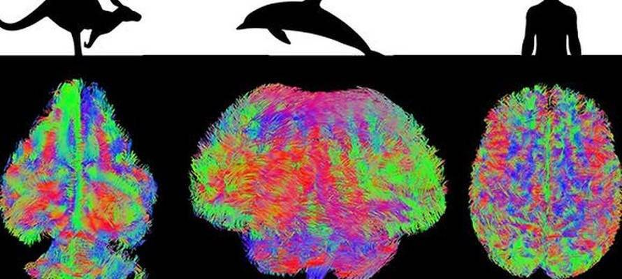 MRI-of-different-mammal-brains.v1-890x400.jpg