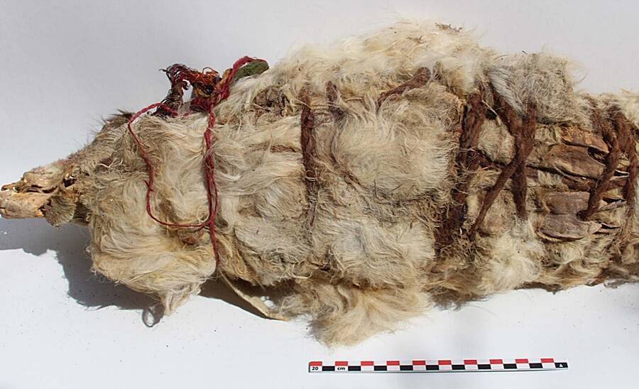 mummified-inca-llama-sacrifice.jpg