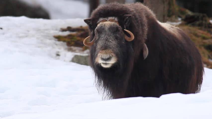 Musk-OX.jpg