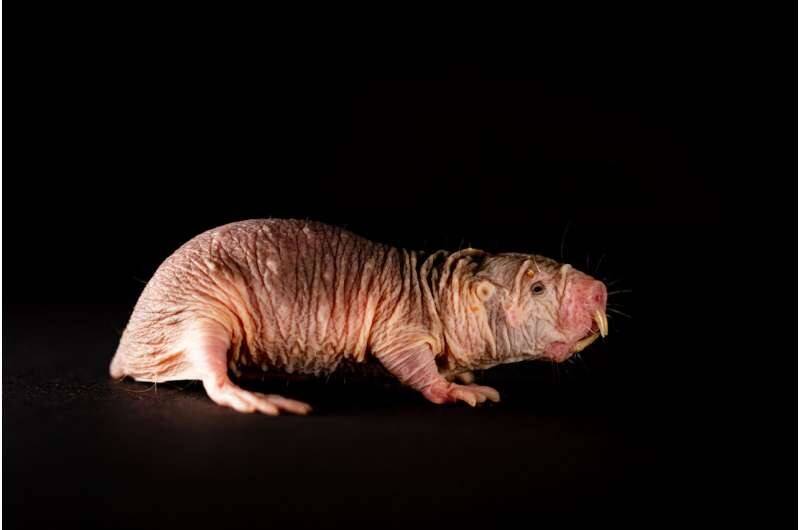 nakedmolerat.jpg