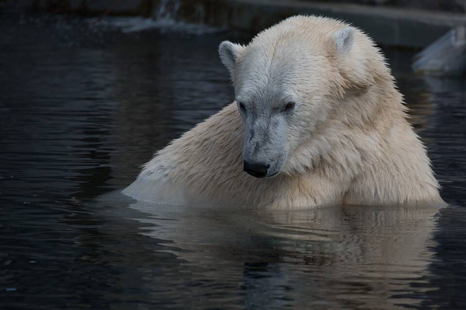 natural-1034099_960_720-Oso-Polar-Pixabay.jpg