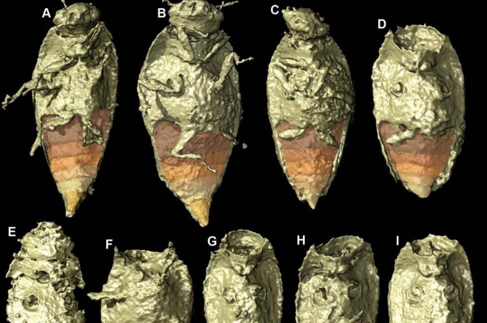 New-beetle-species-found-in-the-fossilized-feces-of-ancient-dinosaur-ancestor.jpg