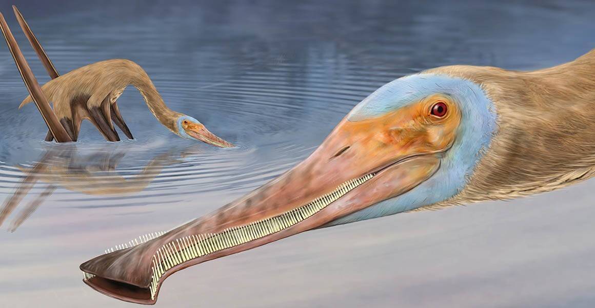 new-pterosaur-germany-full-width.jpg.thumb_.1160.1160.jpg