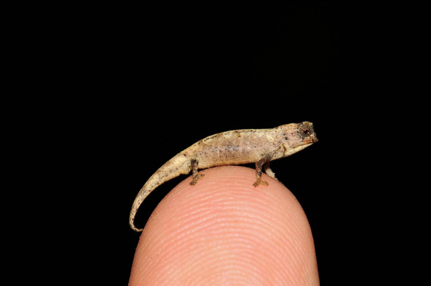 newly-discovered-nano-chameleon-is-worlds-smallest-known-reptile-2.jpg