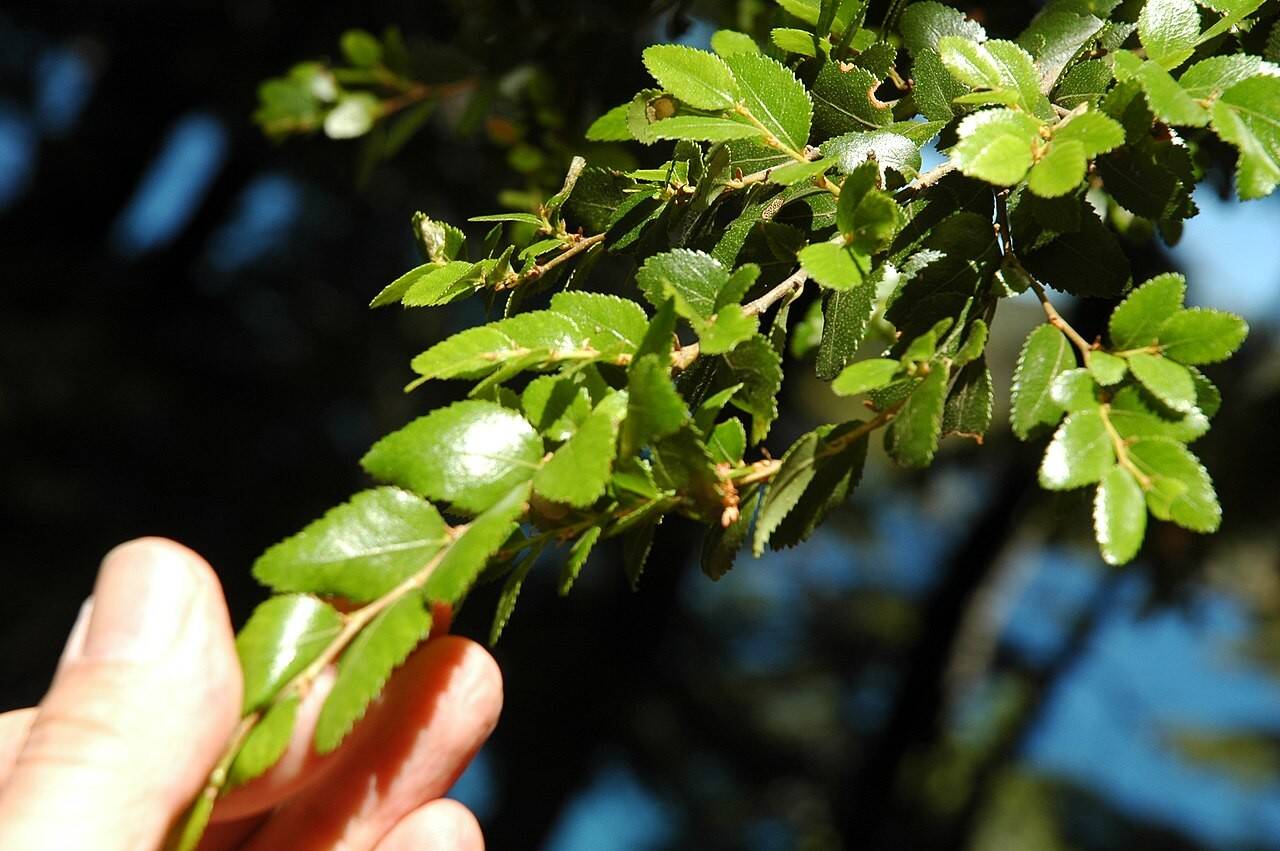 Nothofagus_dombeyi_leaves_001_Valerio_Pillar.jpg