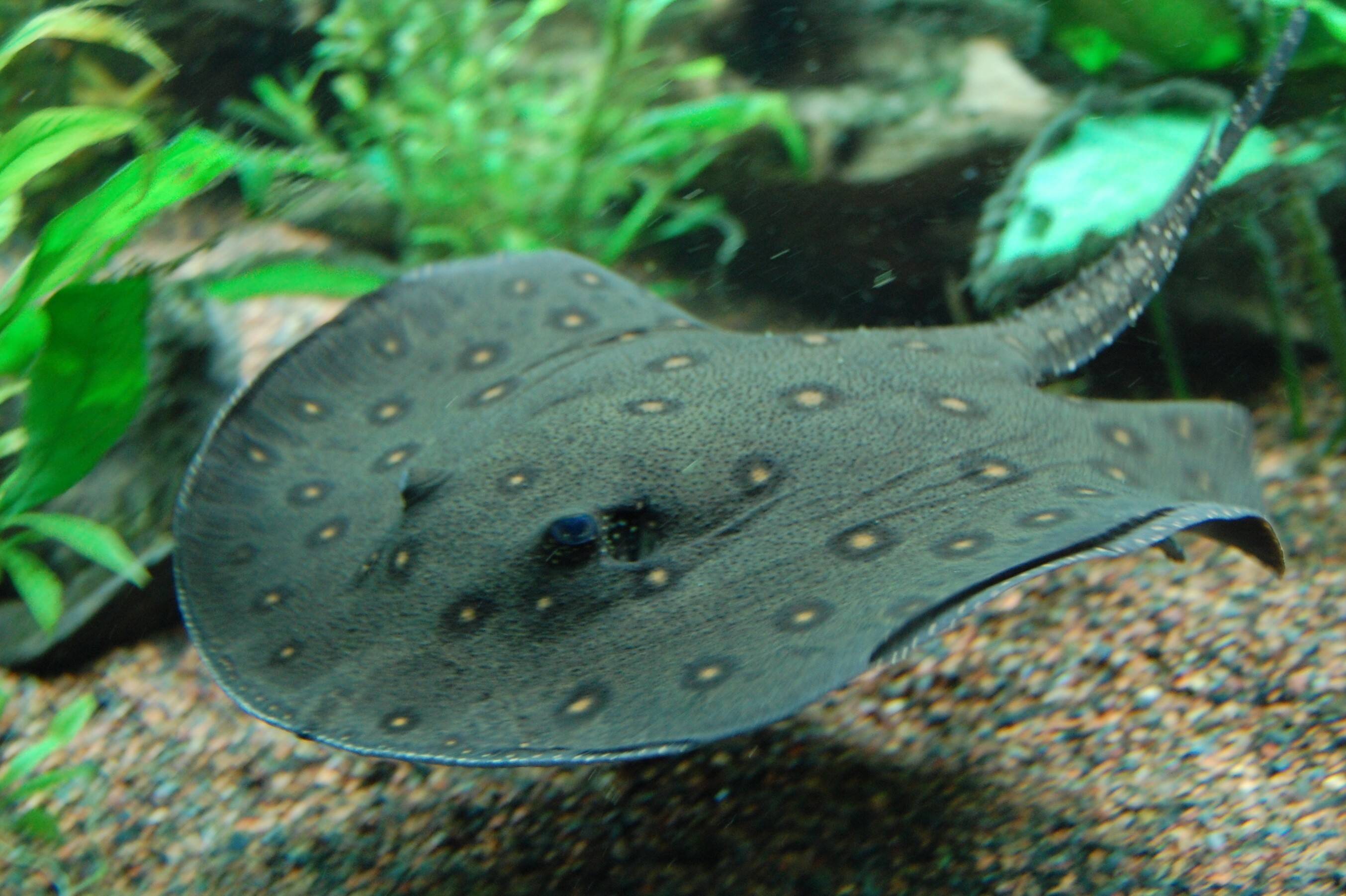 Ocellate_river_stingray_Boston_Aquarium.jpg