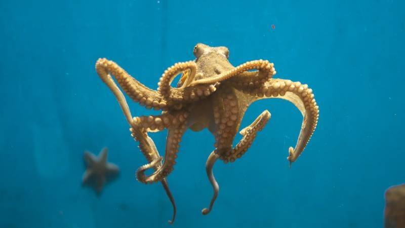 octopus.jpg