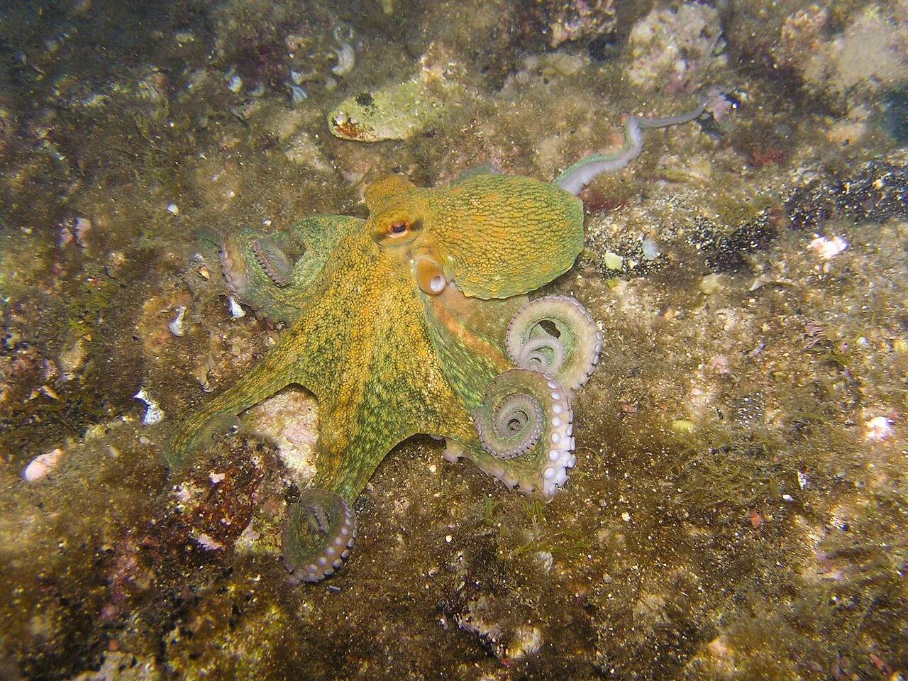 octopus-gfae73fd84_1280.jpg