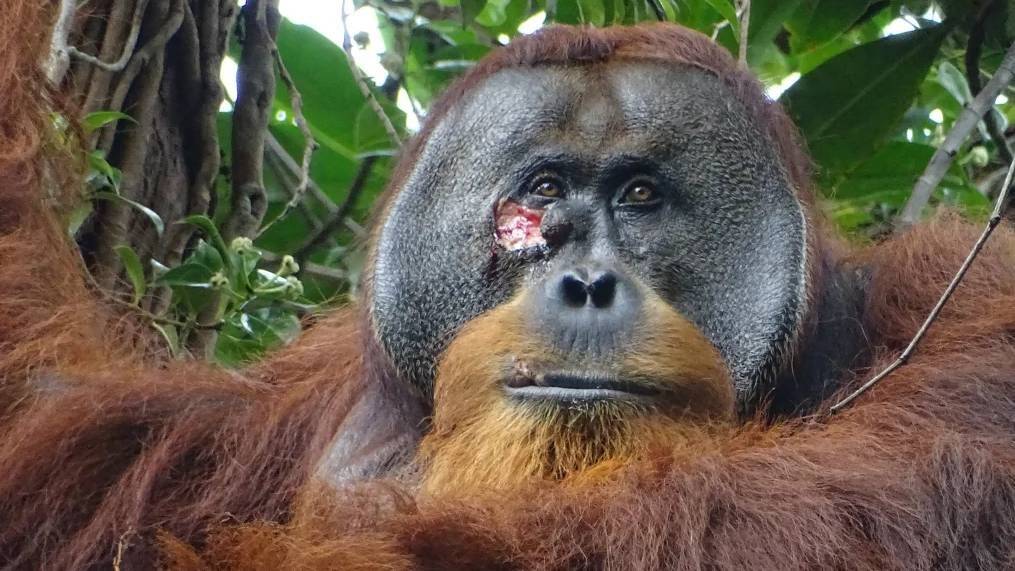 Orangutan-tratandose.jpg