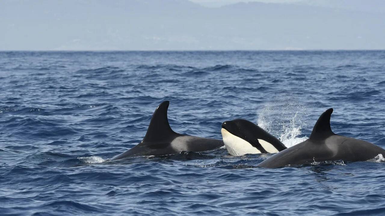 orcas-cnn.jpg