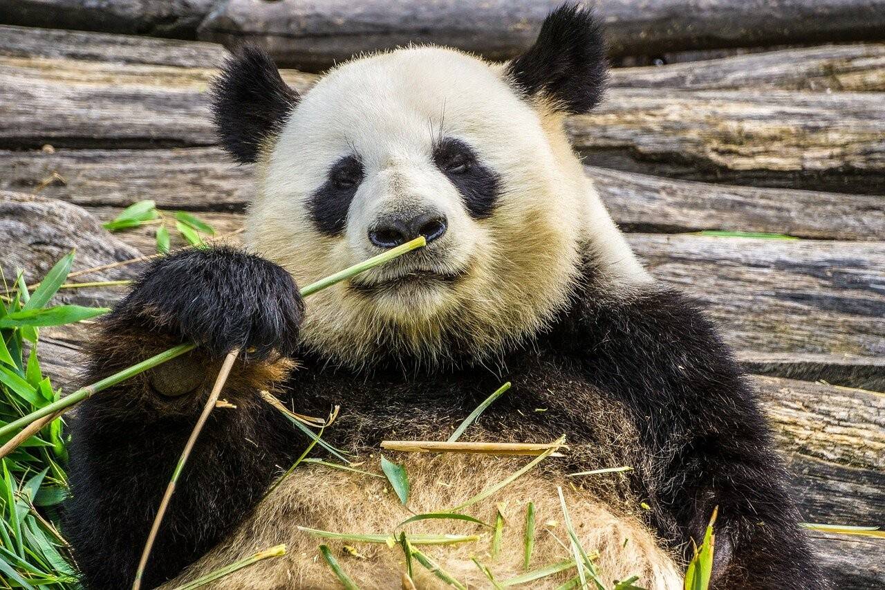 panda-3555554_1280.jpg
