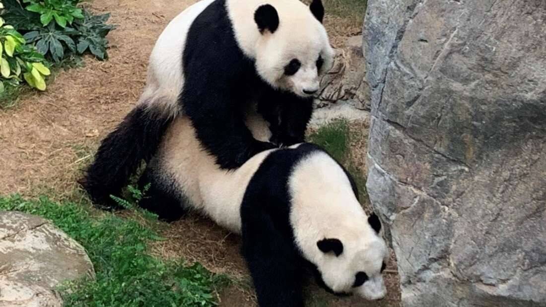 pandas-se-aparean.jpg