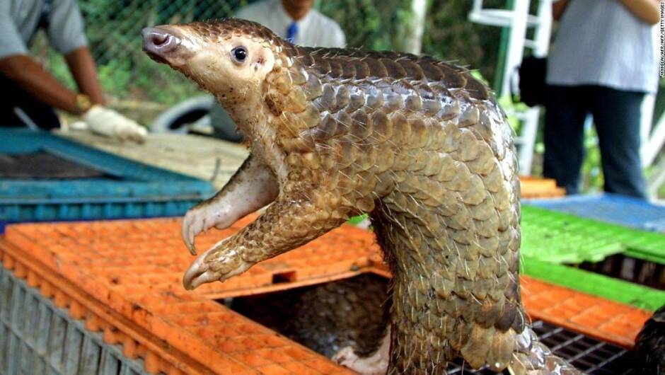 pangolin-01-super-tease-CNN.jpg