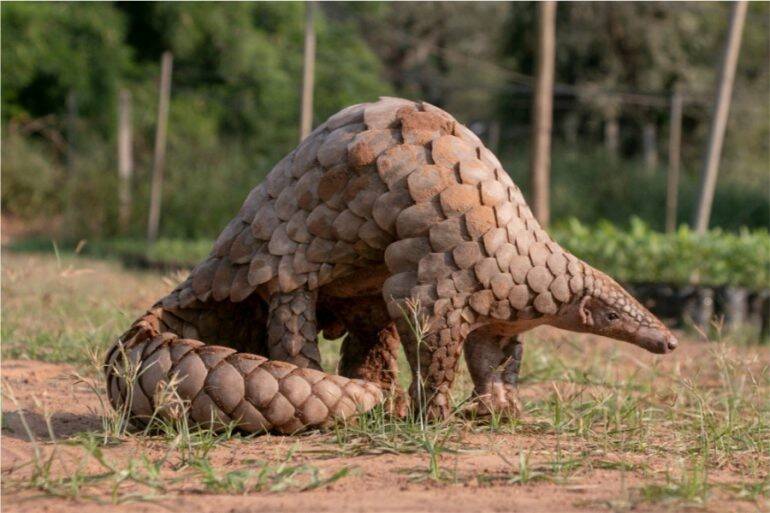 pangolin-animal-mamifero-770x513.jpg