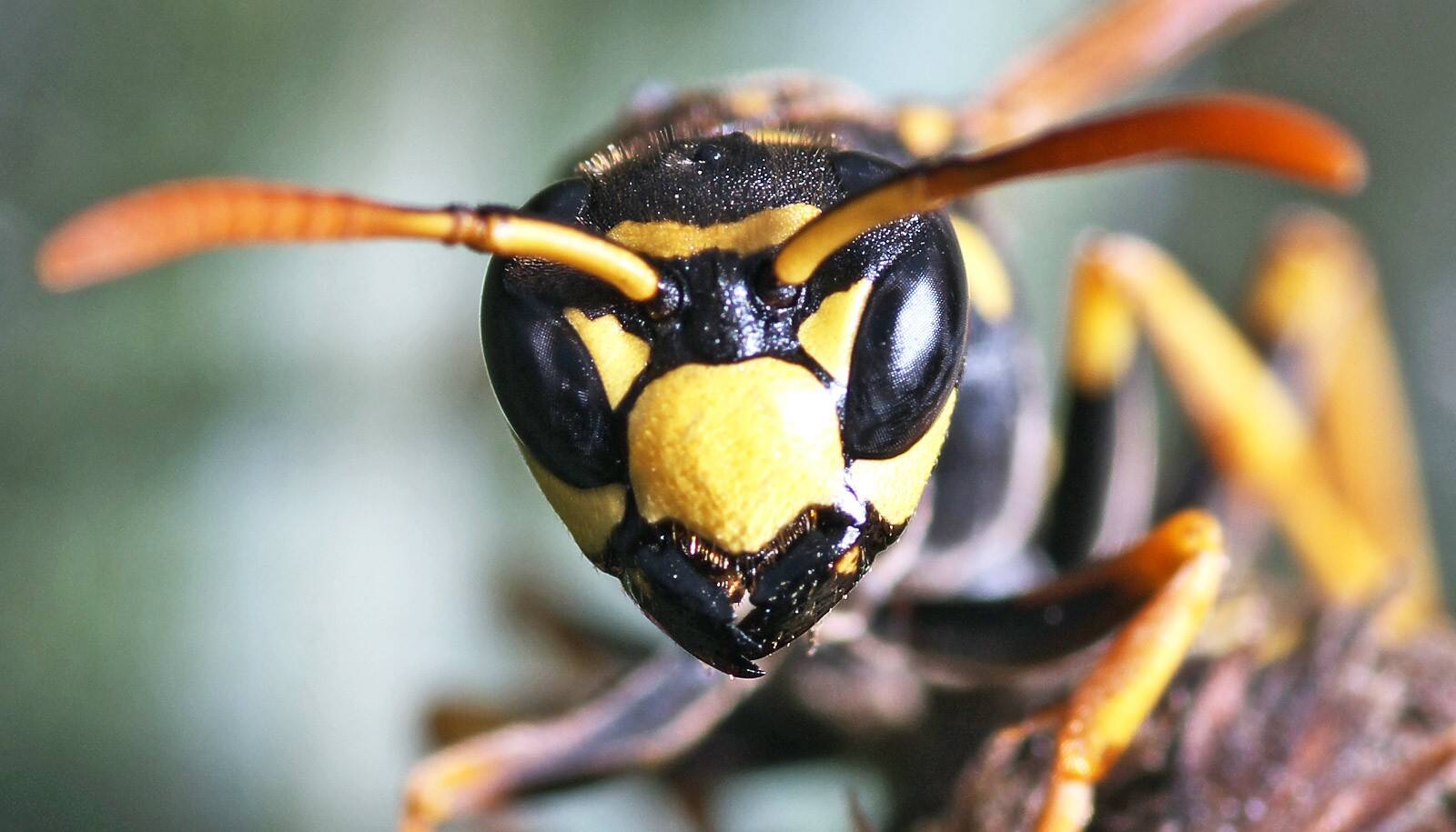 paper_wasp_1600.jpg