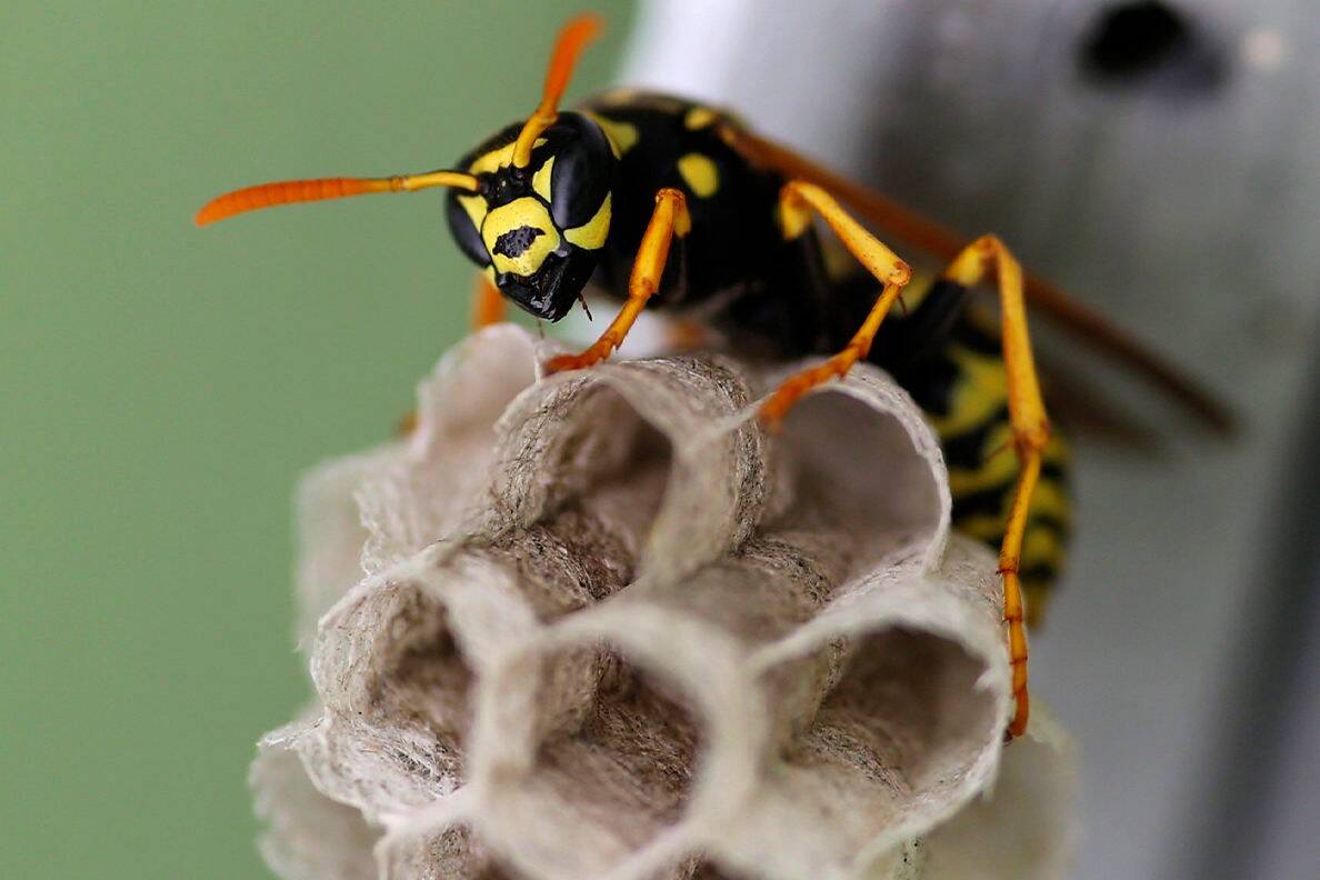 paper-wasp-nest-1188x792.jpg